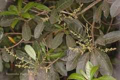 Holigarna arnottiana